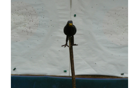 Tir à l'Oiseau 2015