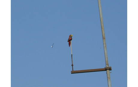 Tir à l'Abat d'Oiseau 2016; Le Samedi 26 Mars 2016 dans notre Jeu d'Arc à 14h00